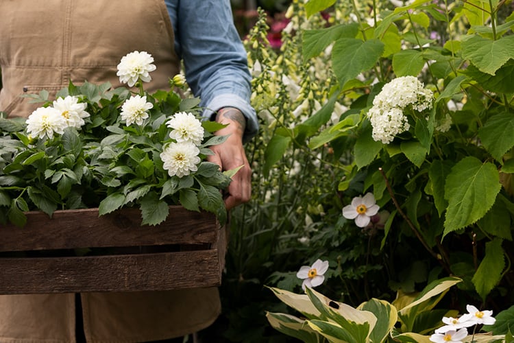 Plantagen väljer Speed för 3PL och transport management