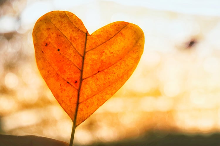 Speed vinner Stora Hållbarhetspriset